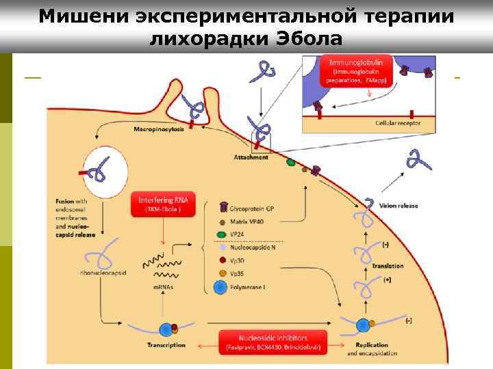 Мишени экспериментальной терапии лихорадки Эбола 