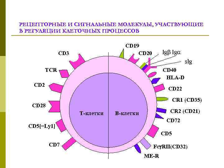 РЕЦЕПТОРНЫЕ И СИГНАЛЬНЫЕ МОЛЕКУЛЫ, УЧАСТВУЮЩИЕ В РЕГУЛЯЦИИ КЛЕТОЧНЫХ ПРОЦЕССОВ CD 19 CD 20 CD