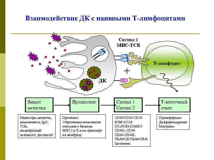Взаимодействие ДК с наивными Т-лимфоцитами Сигнал 1 МНС-TCR Т-лимфоцит ДК Захват антигена Рецепторы маннозы,