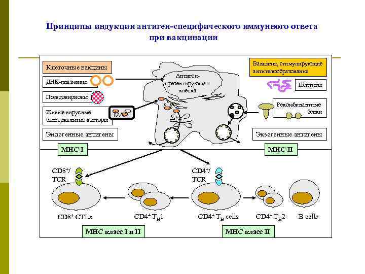 Принципы индукции антиген-специфического иммунного ответа при вакцинации Вакцины, стимулирующие антителообразование Клеточные вакцины Антигенпрезентирующая клетка