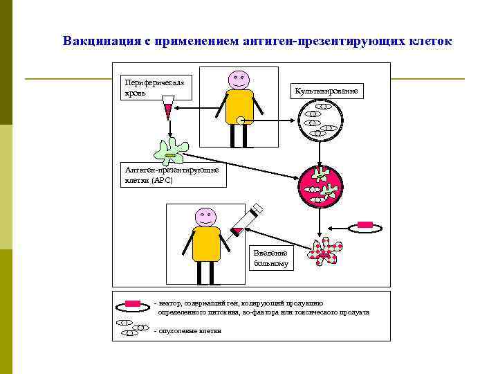 Вакцинация с применением антиген-презентирующих клеток Периферическая кровь Культивирование Антиген-презентирующие клетки (АРС) Введение больному -