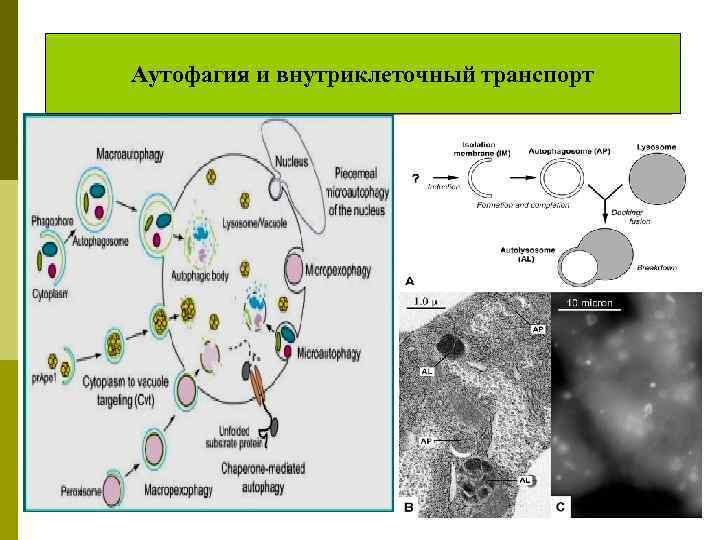 Аутофагия и внутриклеточный транспорт 