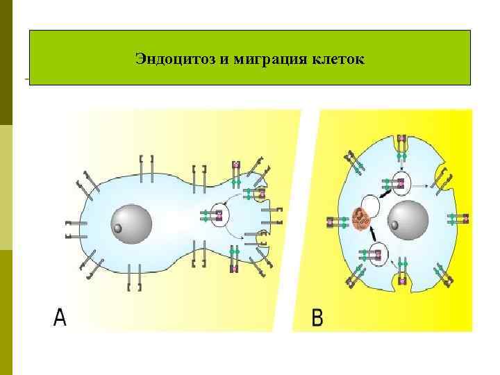 Эндоцитоз и миграция клеток 
