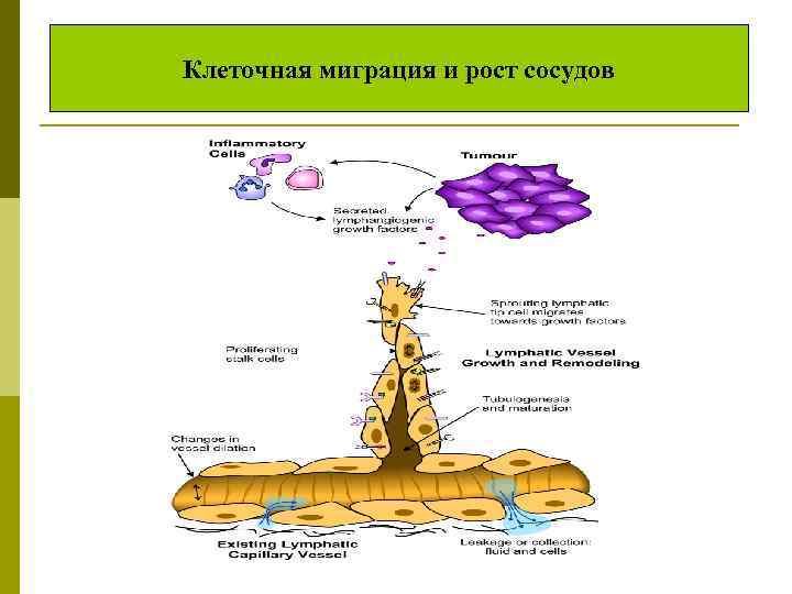 Клеточная миграция и рост сосудов 