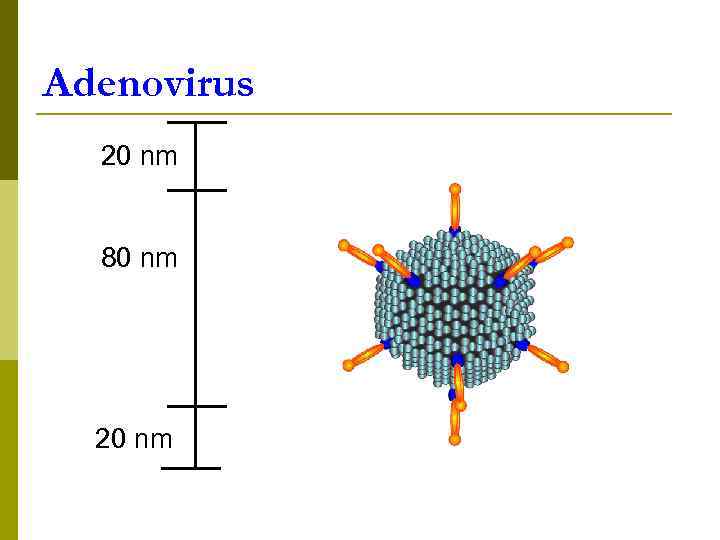 Adenovirus 20 nm 80 nm 20 nm 