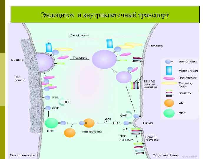 Эндоцитоз и внутриклеточный транспорт 