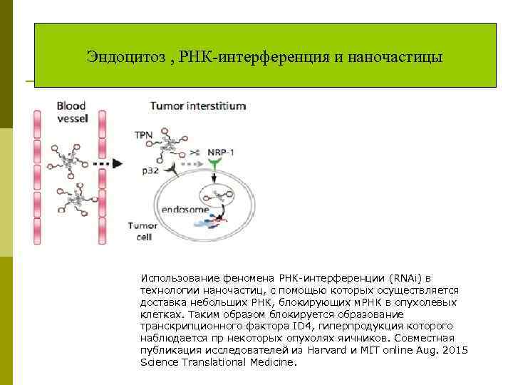 Эндоцитоз , РНК-интерференция и наночастицы Использование феномена РНК-интерференции (RNAi) в технологии наночастиц, с помощью