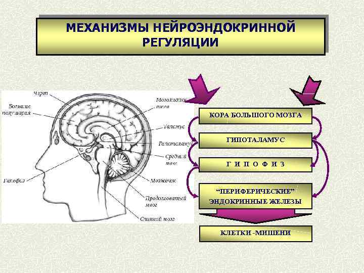 МЕХАНИЗМЫ НЕЙРОЭНДОКРИННОЙ РЕГУЛЯЦИИ КОРА БОЛЬШОГО МОЗГА ГИПОТАЛАМУС Г И П О Ф И З