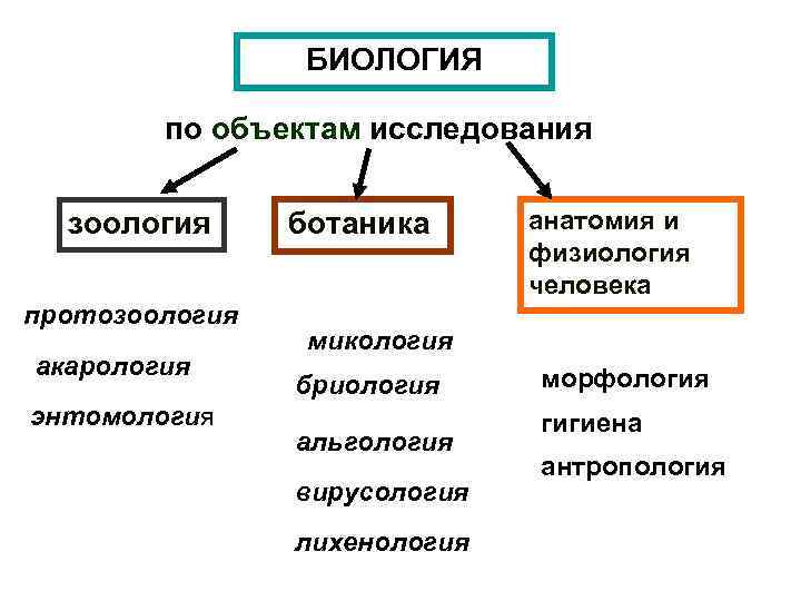 Биологические науки анатомия. Разделы биологии. Основные разделы биологии. Биологические науки по объекту изучения. Разделы биологии по предмету изучения.