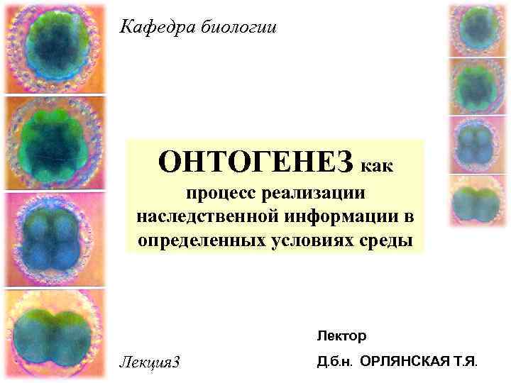 Онтогенез биология. Онтогенез как процесс реализации наследственной информации. Реализация наследственной информации в онтогенезе. Онтогенез как процесс реализации генетической информации. Пути реализации наследственных признаков в онтогенезе.