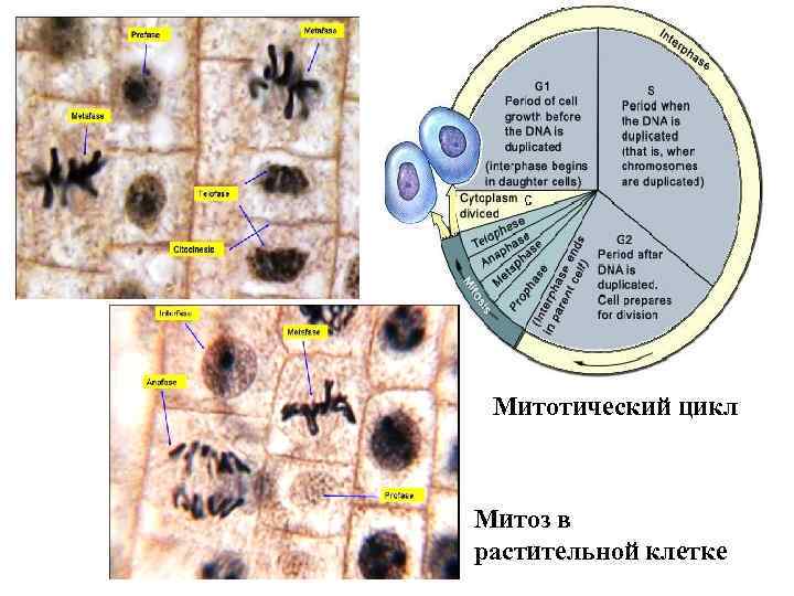 Митотический цикл Митоз в растительной клетке 