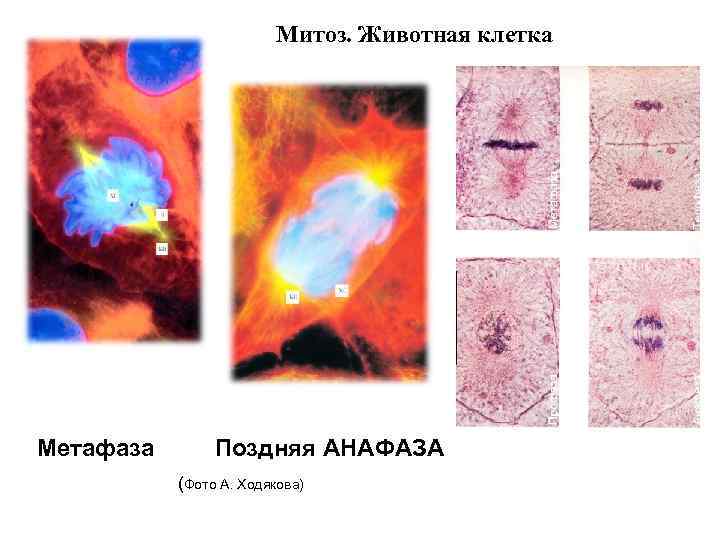 Митоз. Животная клетка Метафаза Поздняя АНАФАЗА (Фото А. Ходякова) 