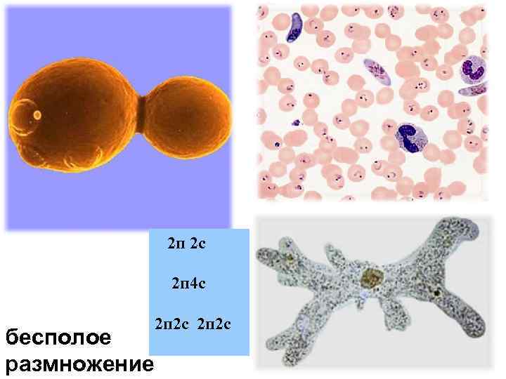  2 п 2 с 2 п 4 с 2 п 2 с бесполое