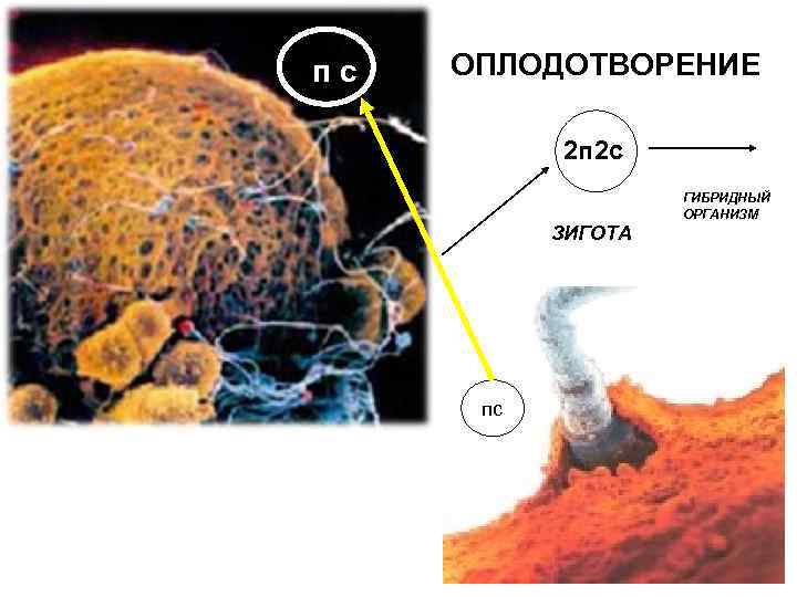 пс ОПЛОДОТВОРЕНИЕ 2 п 2 с ГИБРИДНЫЙ ОРГАНИЗМ ЗИГОТА пс 