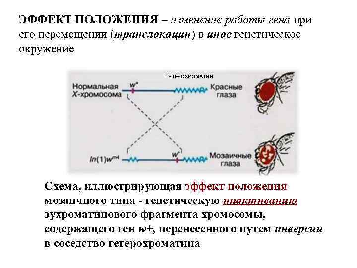 Эффект положения генов