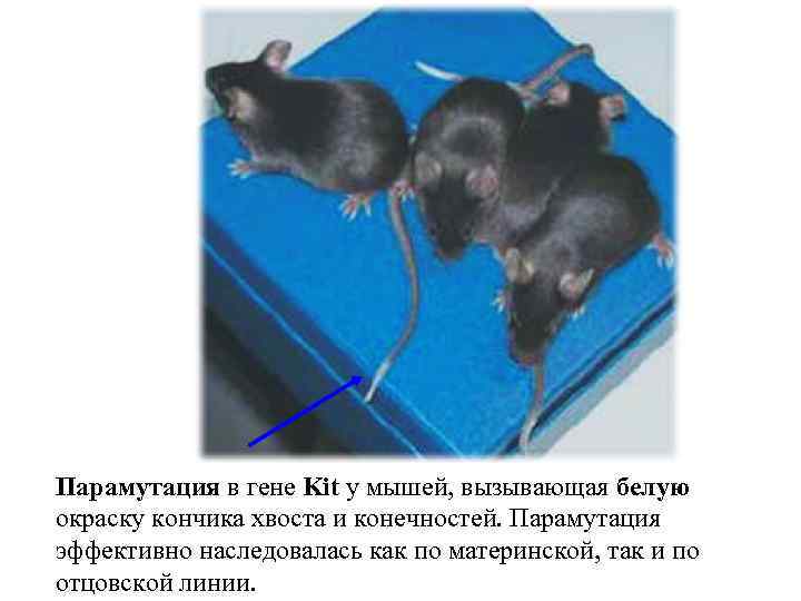Парамутация в гене Kit у мышей, вызывающая белую окраску кончика хвоста и конечностей. Парамутация