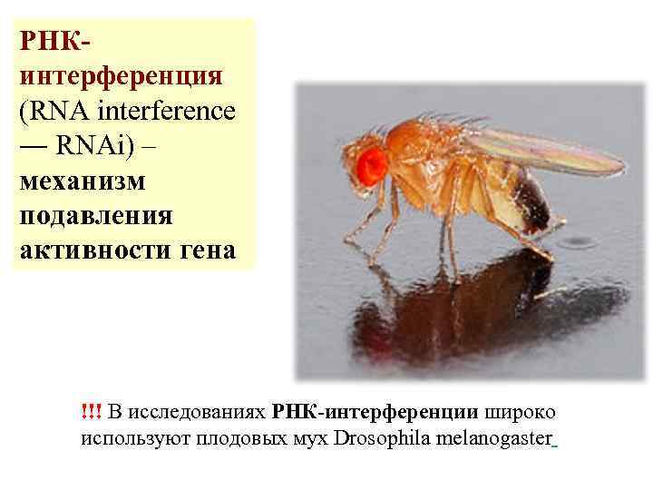 РНКинтерференция (RNA interference ― RNAi) – механизм подавления активности гена !!! В исследованиях РНК-интерференции