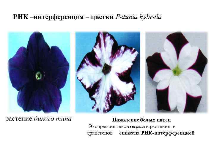 РНК –интерференция – цветки Petunia hybrida Появление белых пятен Экспрессия генов окраски растения и