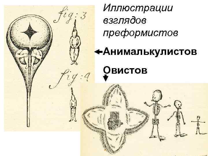 Эпигенез. Преформизм и эпигенез. Преформизм и эпигенез в биологии. Концепция онтогенеза преформизм. Преформизм эмбриология.