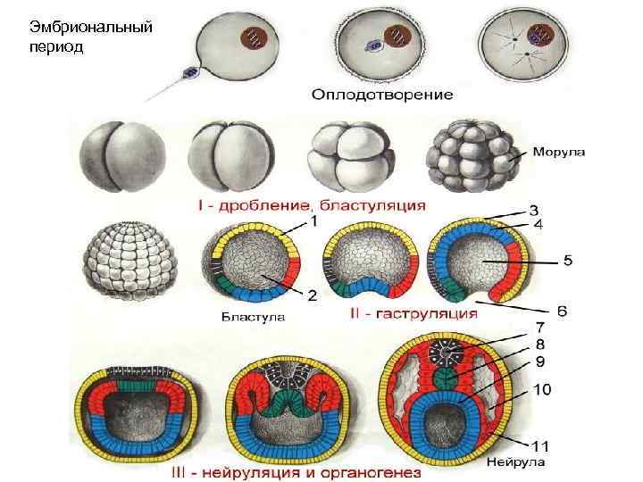 Эмбриональное развитие человека презентация 10 класс