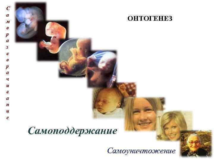 С а м о р а з в о р а ч и в