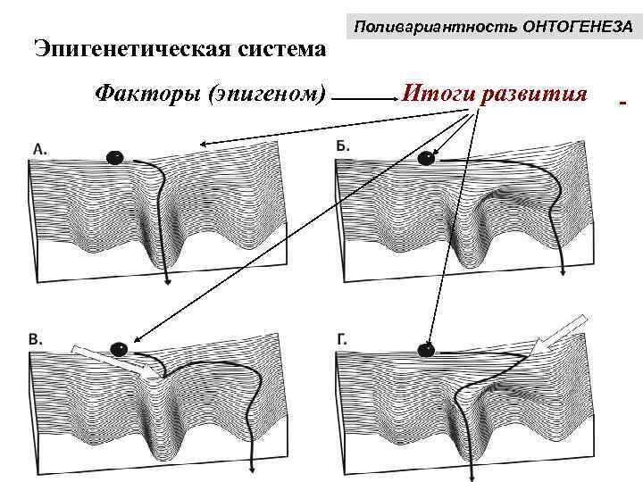 Эпигенетическая система Факторы (эпигеном) Поливариантность ОНТОГЕНЕЗА Итоги развития ). 