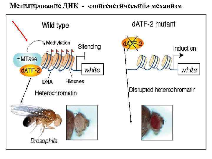 Метилирование ДНК - «эпигенетический» механизм 