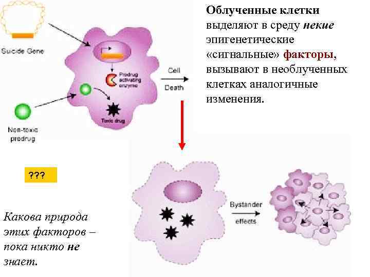 Облученные клетки выделяют в среду некие эпигенетические «сигнальные» факторы, вызывают в необлученных клетках аналогичные