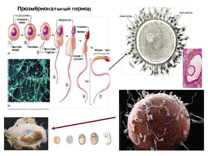 Проэмбриональный период 