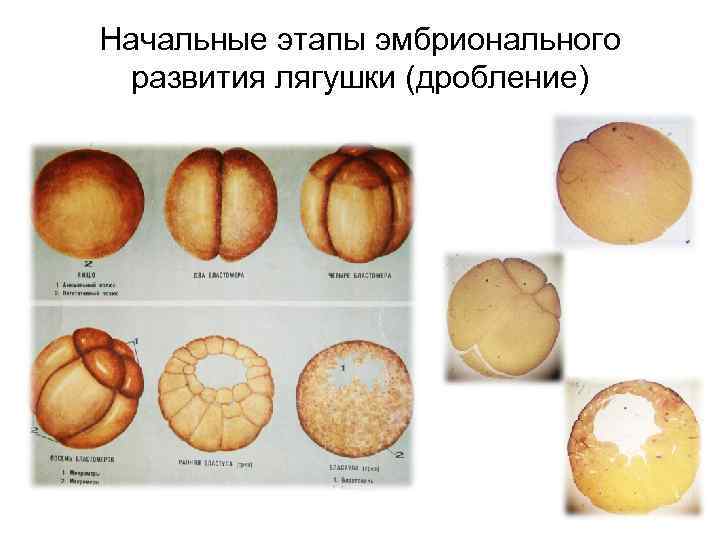 Первый этап дробление