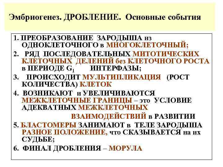 Эмбриогенез. ДРОБЛЕНИЕ. Основные события 1. ПРЕОБРАЗОВАНИЕ ЗАРОДЫША из ОДНОКЛЕТОЧНОГО в МНОГОКЛЕТОЧНЫЙ; 2. РЯД ПОСЛЕДОВАТЕЛЬНЫХ