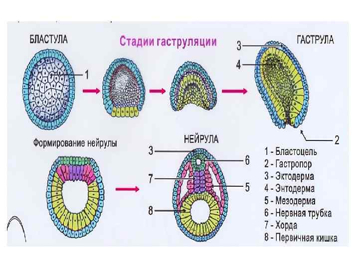 Строение нейрулы рисунок с подписями