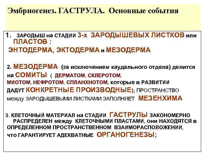 Эмбриогенез. ГАСТРУЛА. Основные события 1. ЗАРОДЫШ на СТАДИИ 3 -х ЗАРОДЫШЕВЫХ ЛИСТКОВ или ПЛАСТОВ