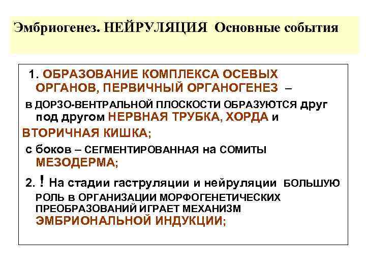 Эмбриогенез. НЕЙРУЛЯЦИЯ Основные события 1. ОБРАЗОВАНИЕ КОМПЛЕКСА ОСЕВЫХ ОРГАНОВ, ПЕРВИЧНЫЙ ОРГАНОГЕНЕЗ – в ДОРЗО-ВЕНТРАЛЬНОЙ