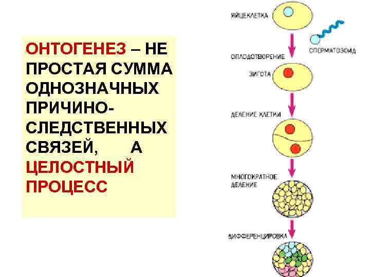 ОНТОГЕНЕЗ – НЕ ПРОСТАЯ СУММА ОДНОЗНАЧНЫХ ПРИЧИНОСЛЕДСТВЕННЫХ СВЯЗЕЙ, А ЦЕЛОСТНЫЙ ПРОЦЕСС 