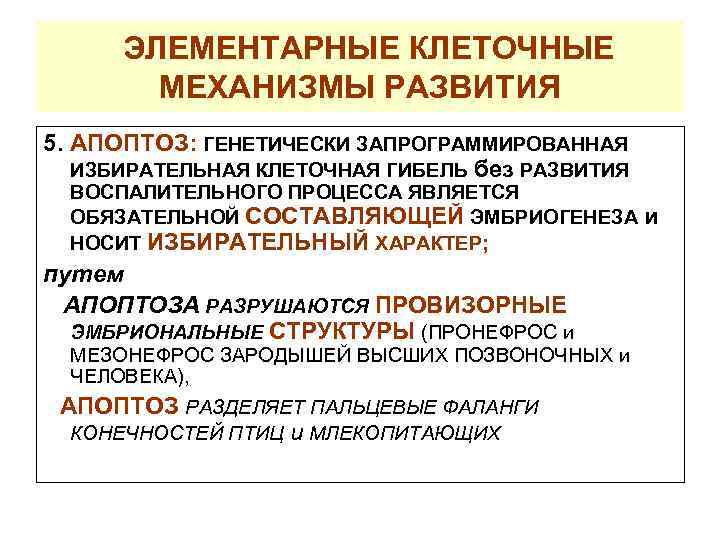 ЭЛЕМЕНТАРНЫЕ КЛЕТОЧНЫЕ МЕХАНИЗМЫ РАЗВИТИЯ 5. АПОПТОЗ: ГЕНЕТИЧЕСКИ ЗАПРОГРАММИРОВАННАЯ ИЗБИРАТЕЛЬНАЯ КЛЕТОЧНАЯ ГИБЕЛЬ без РАЗВИТИЯ ВОСПАЛИТЕЛЬНОГО