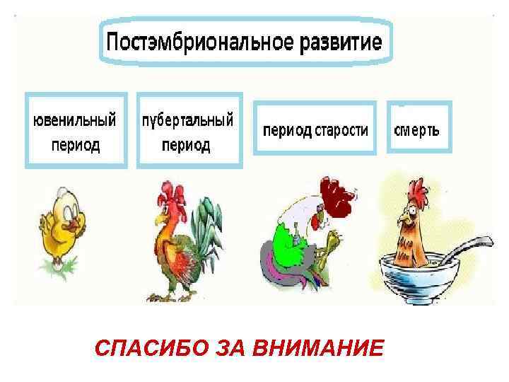 СПАСИБО ЗА ВНИМАНИЕ 