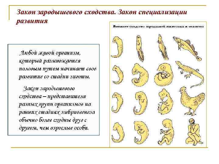 Перечислите признаки сходства зародышей у позвоночных