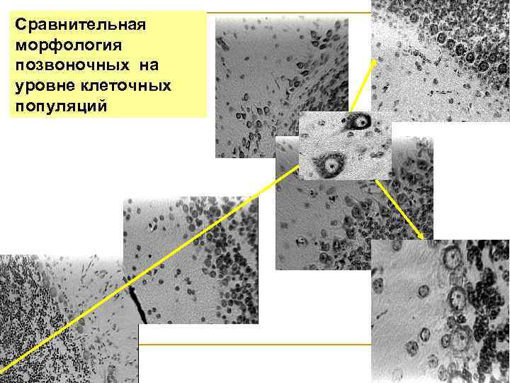 Сравнительная морфология позвоночных на уровне клеточных популяций 