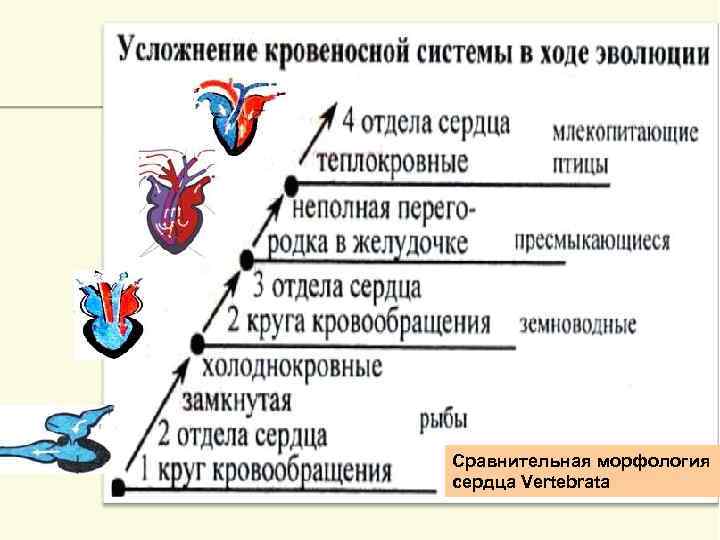 Сравнительная морфология сердца Vertebrata 