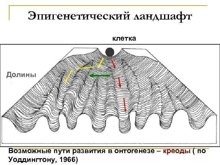 Эпигенетический ландшафт клетка Долины Возможные пути развития в онтогенезе – креоды ( по Уоддингтону,