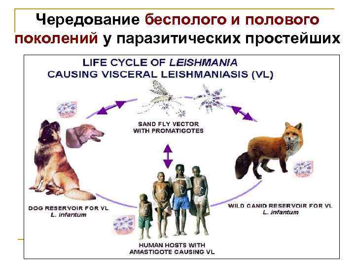 Чередование бесполого и полового поколений у паразитических простейших 