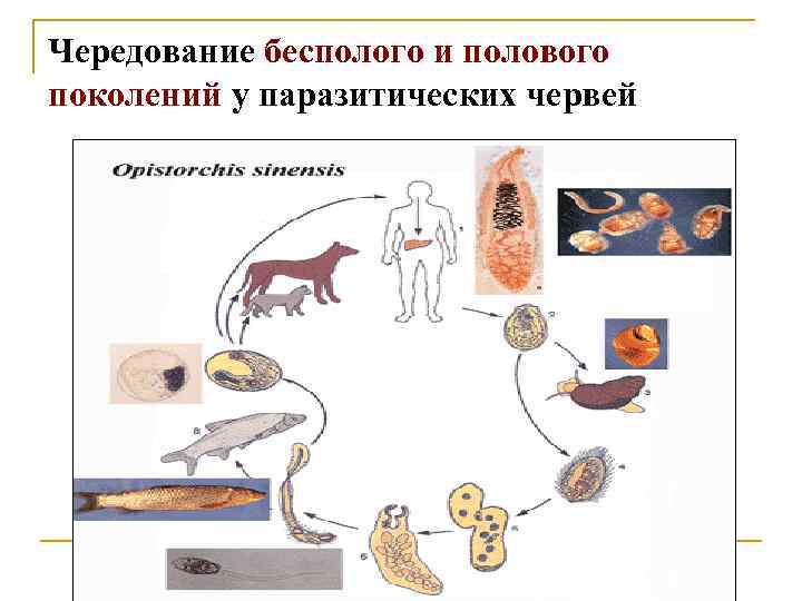 Чередование бесполого и полового поколений у паразитических червей 