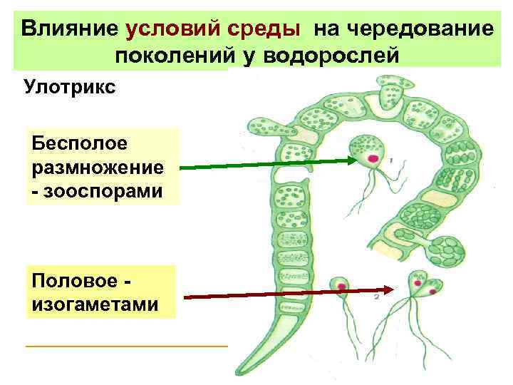 Каким номером на рисунке обозначен процесс бесполого размножения улотрикса