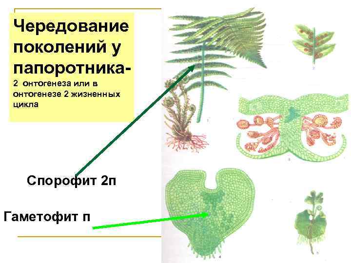 Чередование поколений у папоротника 2 онтогенеза или в онтогенезе 2 жизненных цикла Спорофит 2