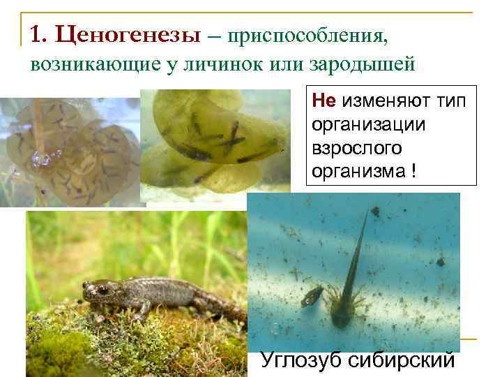 1. Ценогенезы – приспособления, возникающие у личинок или зародышей Не изменяют тип организации взрослого