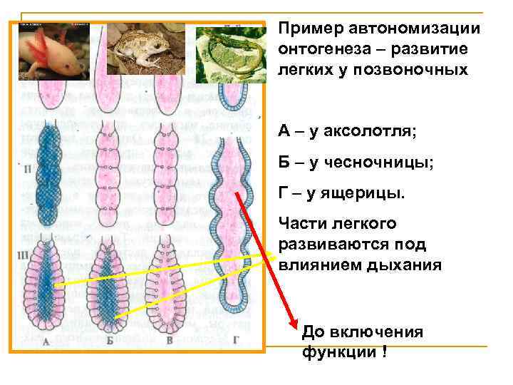 Пример автономизации онтогенеза – развитие легких у позвоночных А – у аксолотля; Б –