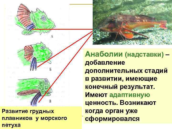 Анаболии (надставки) – Развитие грудных плавников у морского петуха добавление дополнительных стадий в развитии,