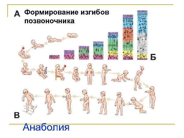 Формирование изгибов позвоночника Анаболия 