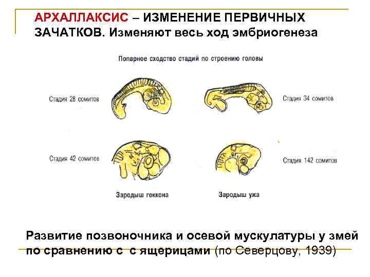 АРХАЛЛАКСИС – ИЗМЕНЕНИЕ ПЕРВИЧНЫХ ЗАЧАТКОВ. Изменяют весь ход эмбриогенеза Развитие позвоночника и осевой мускулатуры